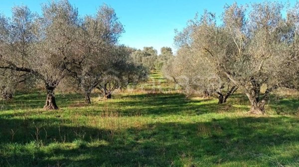 terreno agricolo in vendita a Viterbo in zona Monterazzano