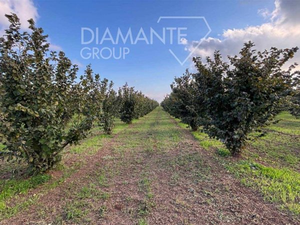 terreno agricolo in vendita a Viterbo in zona Monterazzano