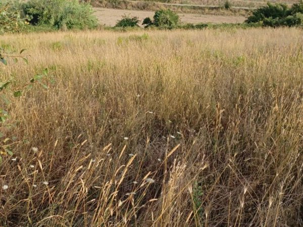 terreno agricolo in vendita a Viterbo in zona Castel d'Asso