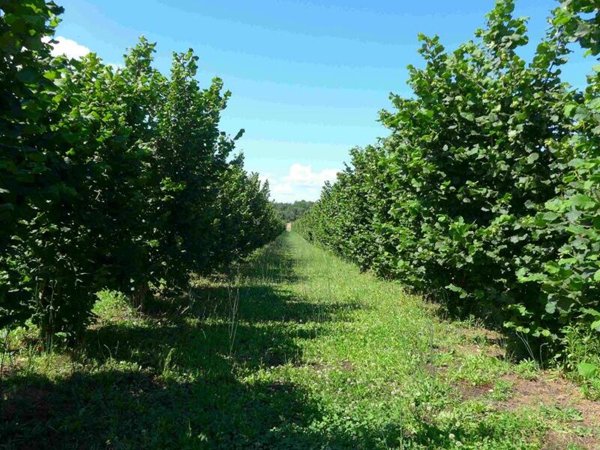 azienda agricola in vendita a Viterbo