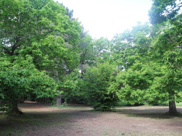 terreno agricolo in vendita a Viterbo in zona Bagnaia