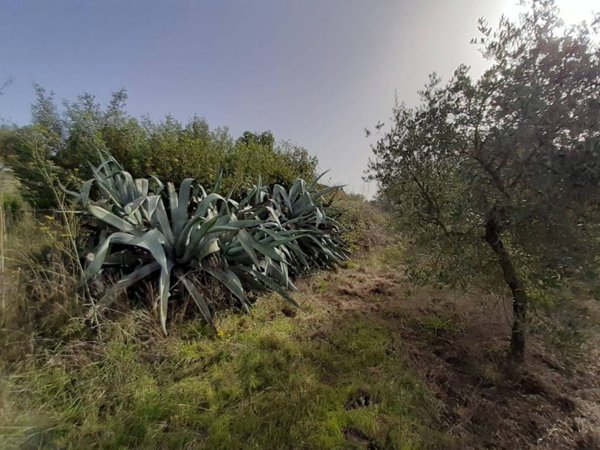 terreno agricolo in vendita a Viterbo in zona Grotte Santo Stefano