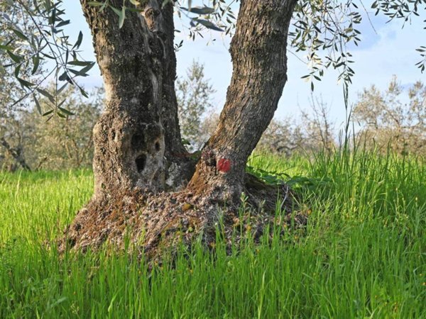 terreno agricolo in vendita a Viterbo in zona Grotte Santo Stefano