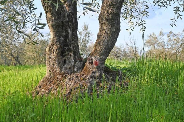 terreno agricolo in vendita a Viterbo in zona Grotte Santo Stefano