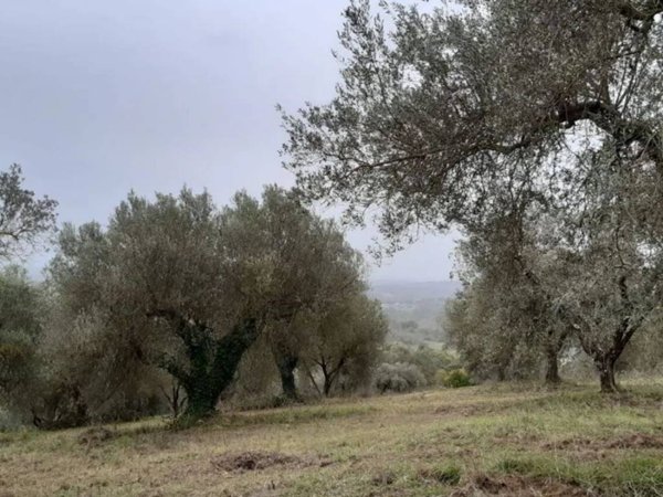 terreno agricolo in vendita a Viterbo in zona Grotte Santo Stefano