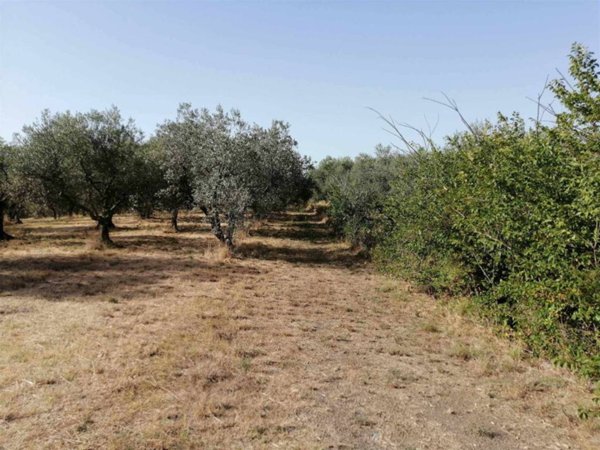terreno agricolo in vendita a Viterbo in zona San Martino al Cimino