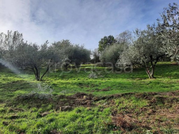 terreno agricolo in vendita a Viterbo