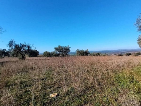 terreno agricolo in vendita a Viterbo in zona Monterazzano