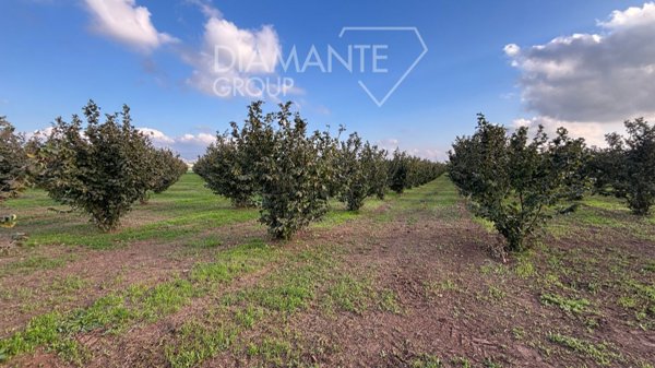 terreno agricolo in vendita a Viterbo