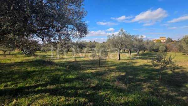 terreno agricolo in vendita a Viterbo in zona Castel d'Asso