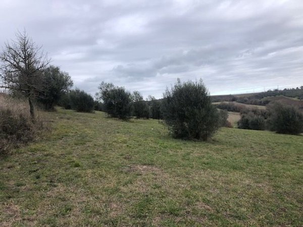 terreno agricolo in vendita a Viterbo