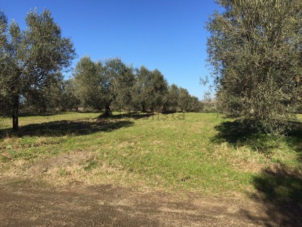 azienda agricola in vendita a Viterbo in zona Monterazzano
