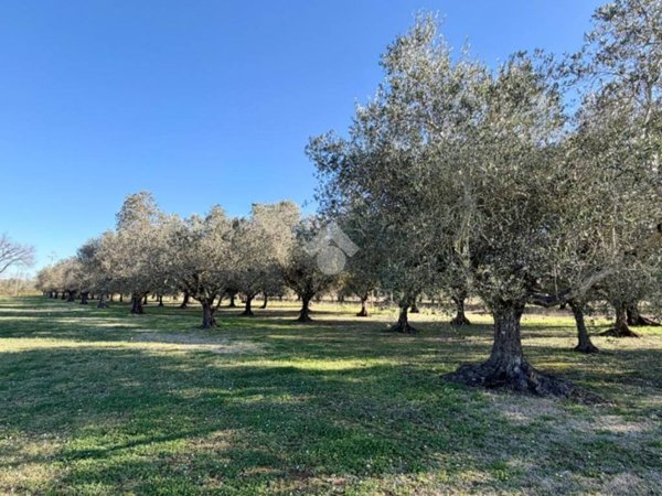 terreno agricolo in vendita a Viterbo in zona Grotte Santo Stefano