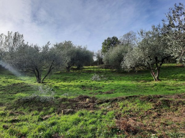 terreno agricolo in vendita a Viterbo