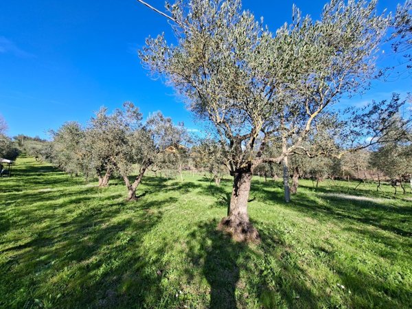 terreno agricolo in vendita a Viterbo