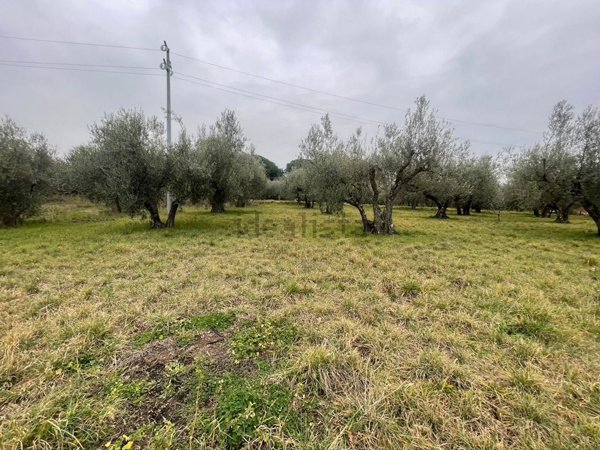 terreno in vendita a Viterbo in zona Carcarelle