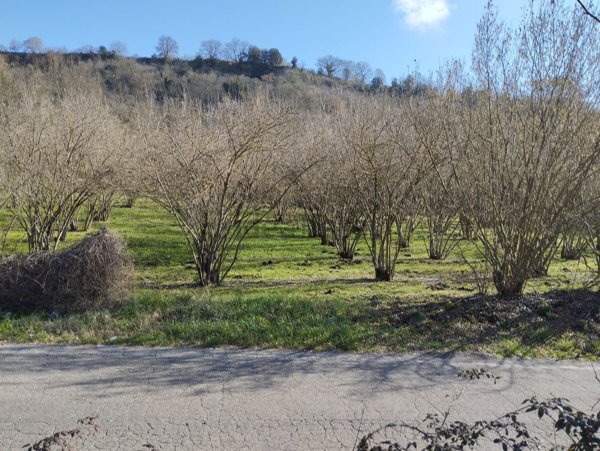 casa indipendente in vendita a Vitorchiano