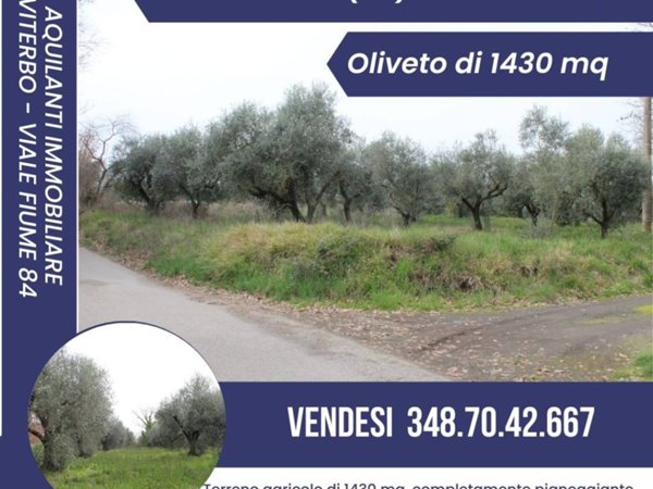 terreno agricolo in vendita a Vitorchiano