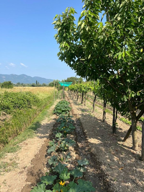 terreno agricolo in vendita a Cantalice in zona Santa Margherita