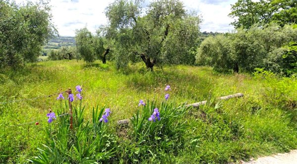 terreno agricolo in vendita a Cantalupo in Sabina