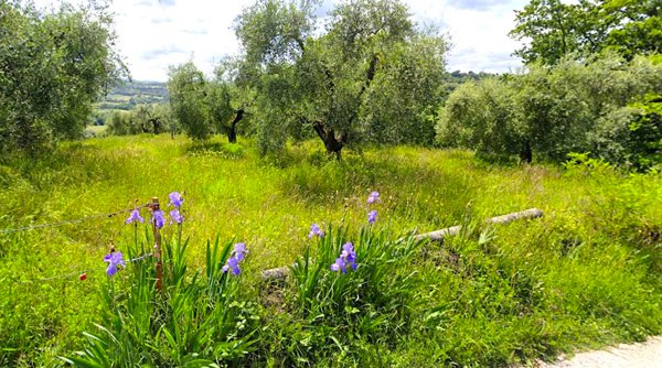 terreno agricolo in vendita a Varazze in zona Cantalupo
