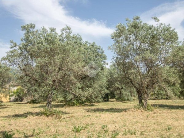 terreno agricolo in vendita a Casperia in zona Paranzano