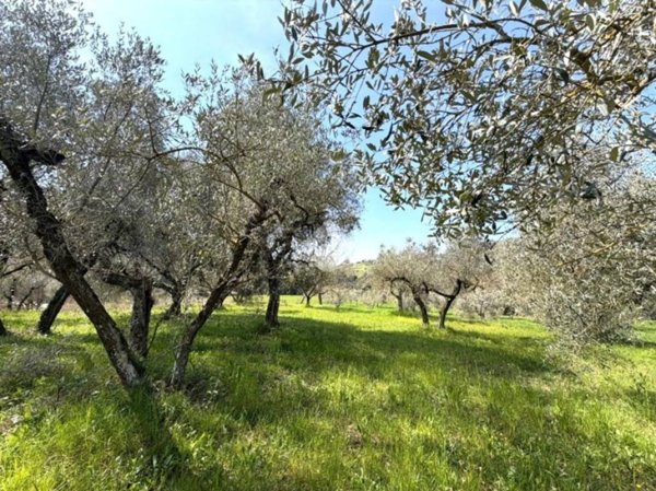 terreno agricolo in vendita a Casperia