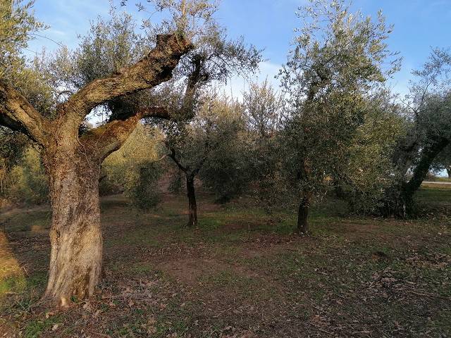 terreno agricolo in vendita a Fara in Sabina in zona Passo Corese