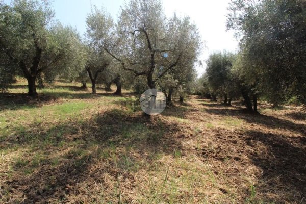 terreno agricolo in vendita a Fara in Sabina in zona Passo Corese