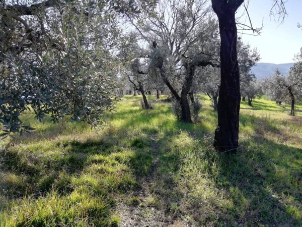 terreno agricolo in vendita a Fara in Sabina