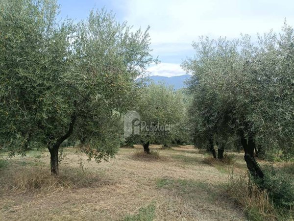 terreno agricolo in vendita a Forano