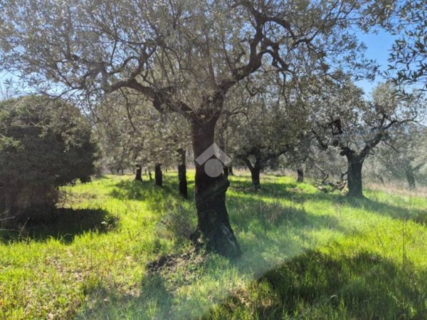 terreno agricolo in vendita a Mompeo