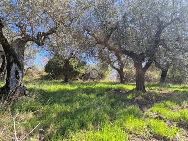 terreno agricolo in vendita a Mompeo
