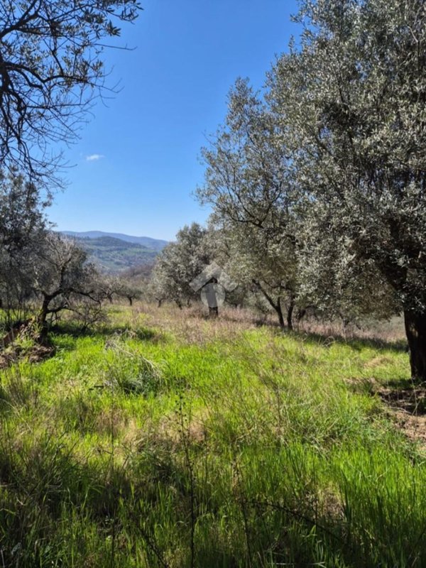 terreno agricolo in vendita a Mompeo