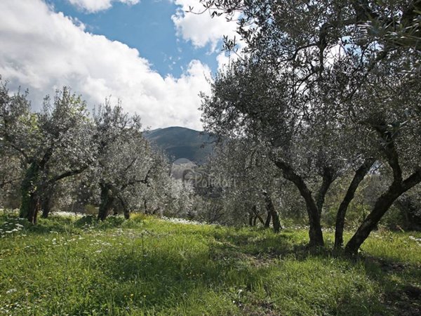 terreno agricolo in vendita a Montasola