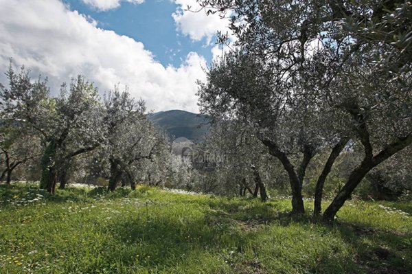 terreno agricolo in vendita a Montasola