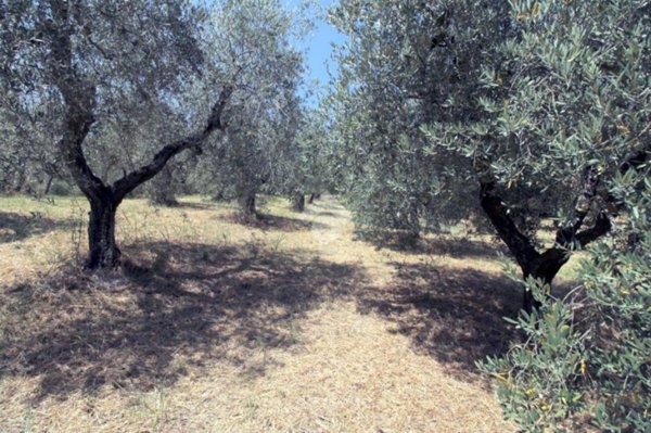 terreno agricolo in vendita a Montopoli di Sabina