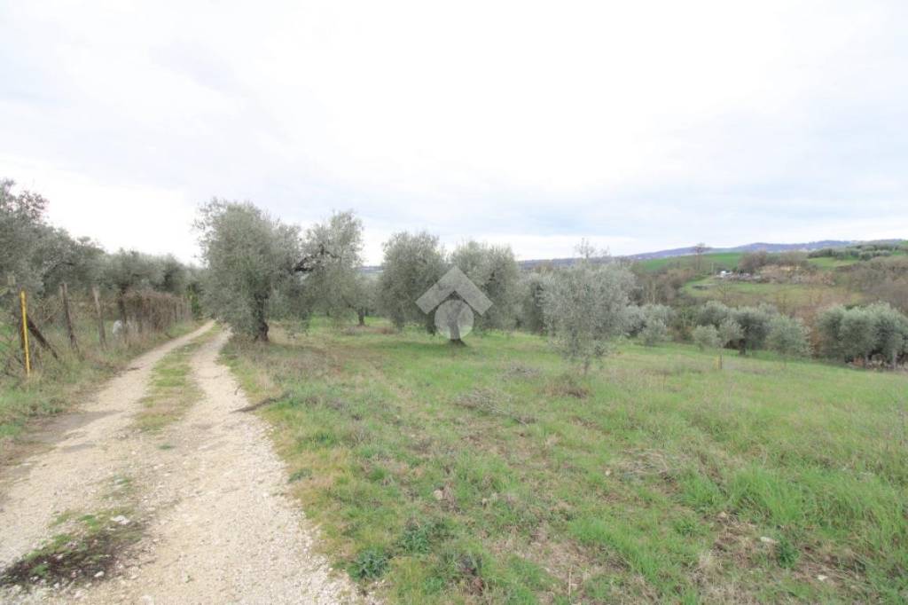 azienda agricola in vendita a Montopoli di Sabina