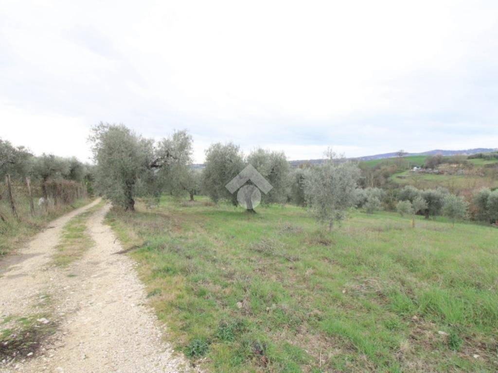 terreno agricolo in vendita a Montopoli di Sabina
