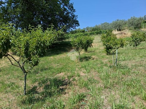 terreno agricolo in vendita a Montopoli di Sabina