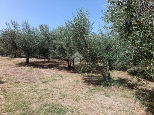 terreno agricolo in vendita a Montopoli di Sabina in zona Granari