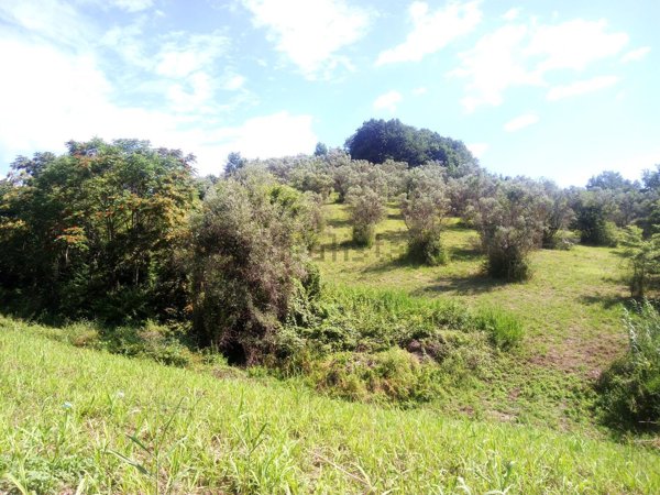 terreno agricolo in vendita a Montopoli di Sabina