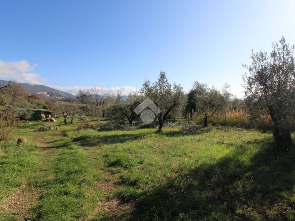 terreno agricolo in vendita a Montopoli di Sabina