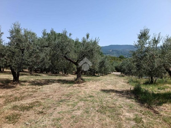 terreno agricolo in vendita a Montopoli di Sabina in zona Granari