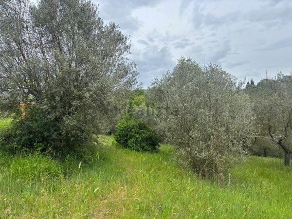 terreno agricolo in vendita a Montopoli di Sabina