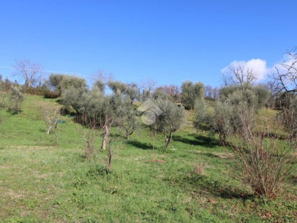 terreno agricolo in vendita a Montopoli di Sabina
