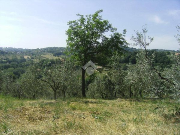 terreno agricolo in vendita a Poggio Catino