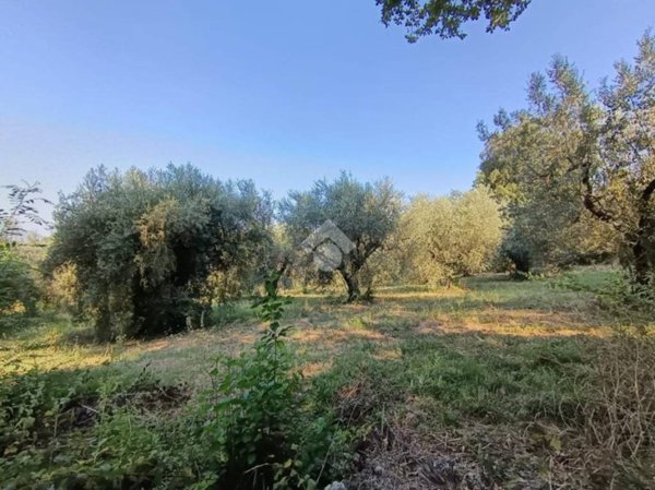 terreno agricolo in vendita a Poggio Catino in zona Catino