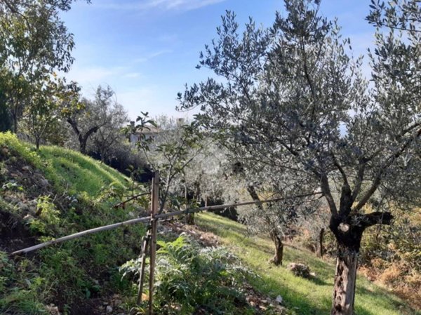 terreno agricolo in vendita a Poggio Catino in zona Catino