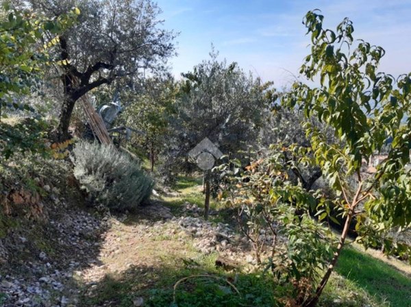terreno agricolo in vendita a Poggio Catino in zona Catino